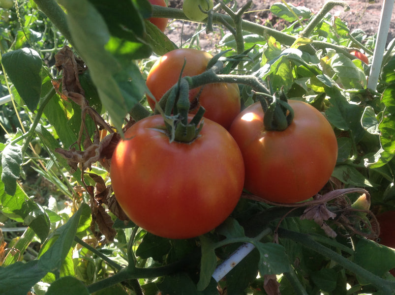 TOMATOES--DON'T BE INTIMIDATED
