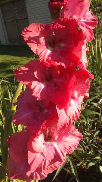 GLADIOLAS 2020 Tips and Pictures