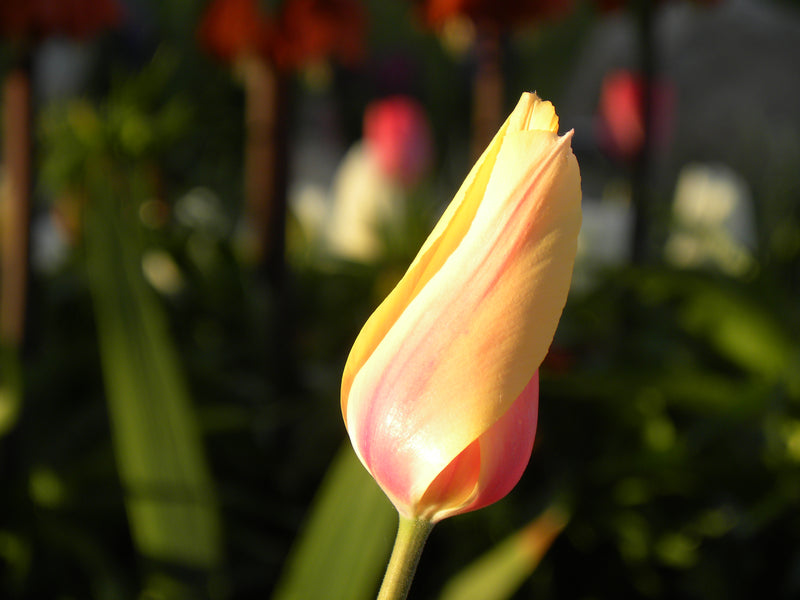 GROWING TULIPS AND OTHER SPRING FLOWERING BULBS