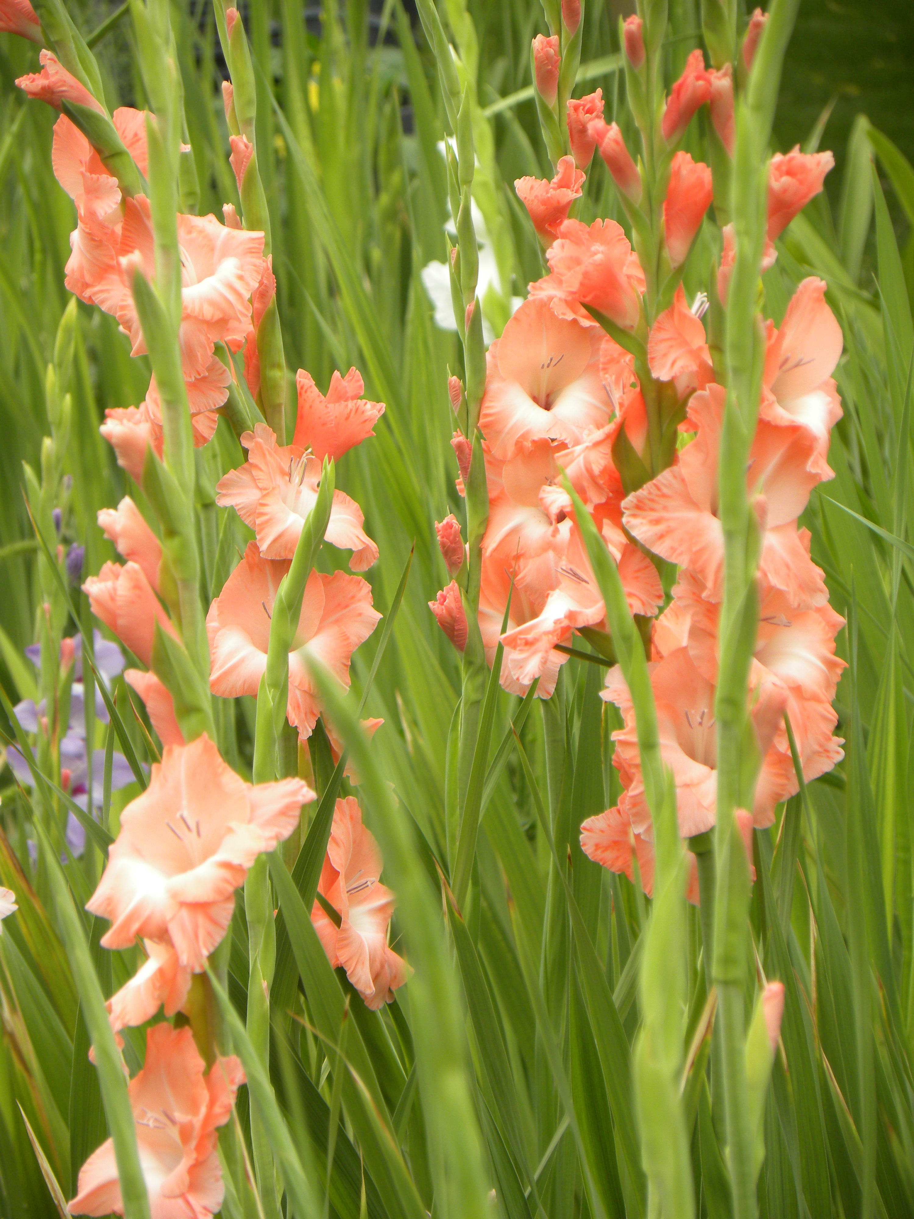 Glad for Gladiolas – KwikEdge