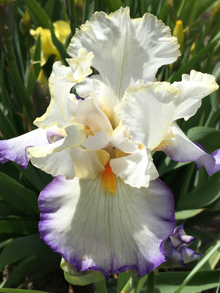 GROWING and CARING for IRISES