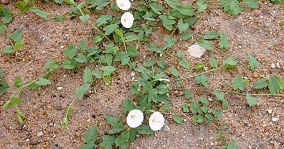 BIND WEED, HOW TO WIN THE BATTLE